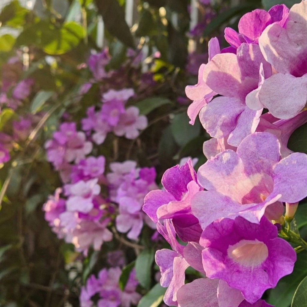 讓風替我傳遞蒜香藤花的思念吧