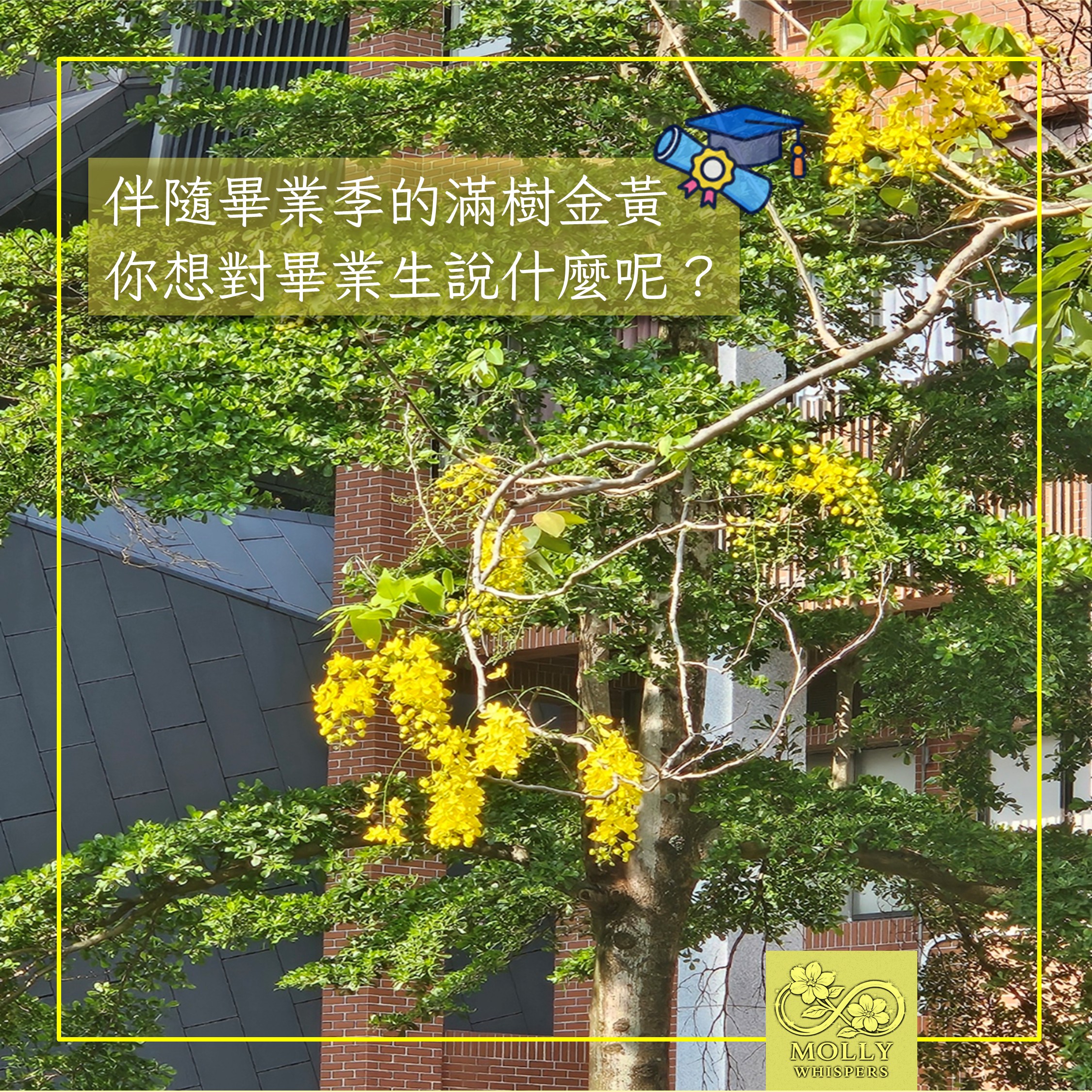 阿勃勒花開的畢業季，來自一個媽媽的祝福：願你每天都活得真誠而自在
